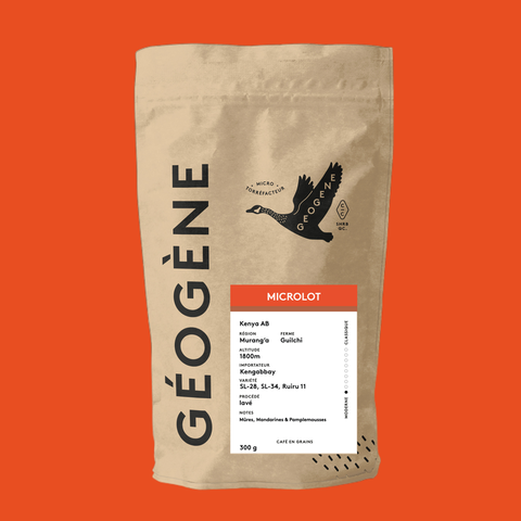 Microlot Kenya AB Guilchi Géogène, fond orange, Murang’a lavé